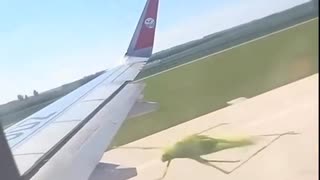 ホモと見る飛行機にしがみつくバッタ