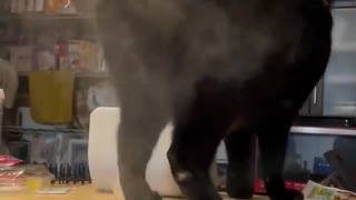 ホモと見るけつああなを加湿器で加湿するネコ