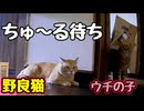 タイミングいい【野良猫】