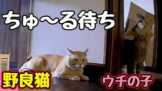 タイミングいい【野良猫】