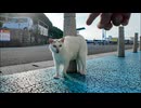 【奇跡の模様】おでこに“λ”マークの猫、ちゅーるで完全デレ化ww