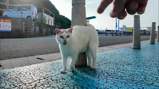 【奇跡の模様】おでこに“λ”マークの猫、ちゅーるで完全デレ化ww