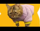 ホモと見るついに飼い主にスタンプを作られた例の猫