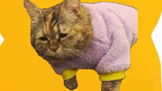 ホモと見るついに飼い主にスタンプを作られた例の猫