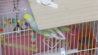 インコの横移動 ショート動画