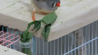 小松菜ちぎるキンカチョウ カゴの中にジュウシマツ ぼーっとするインコ