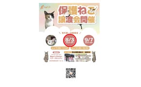 保護ねこの家譲渡会 in 天王寺