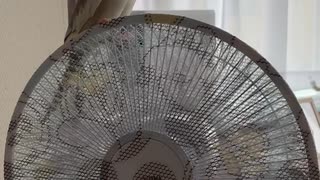 ぴっぴの乗り物□