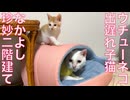 ウチューネコ先生、出遅れ子猫と珍妙二階建て