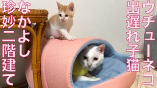 ウチューネコ先生、出遅れ子猫と珍妙二階建て