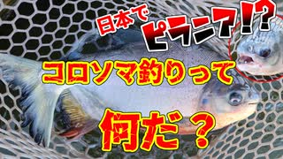 【完全解説】国内でアマゾンの怪魚「コロソマ」を釣る方法【浜名湖フィッシングリゾート】