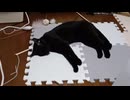 マットでねてるこま