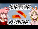 【ウミウシ解説】海だ謳歌だ タピおかだ【琴葉姉妹の磯遊び】