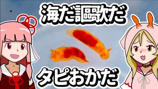 【ウミウシ解説】海だ謳歌だ タピおかだ【琴葉姉妹の磯遊び】