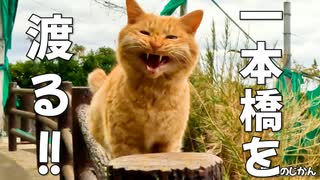 丸太一本橋渡りをする猫