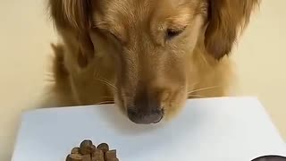 ホモと見るたまげる犬