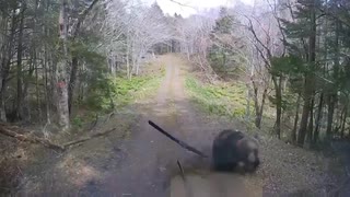 ホモと見る車に体当りしてくる熊