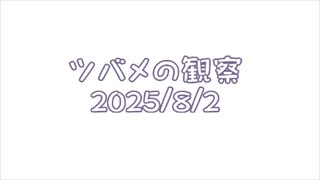 つばめの観察2025No033