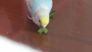 床で喰らうインコ 毛繕いキンカチョウ 2羽