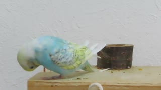 爪を噛むインコ キンカチョウも少し映る