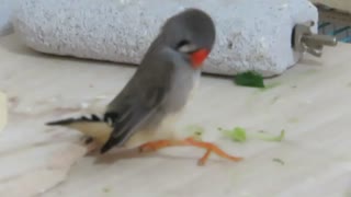 よろけそうな毛繕いキンカチョウ インコも少し映る