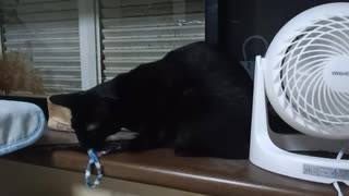 おもちゃをくわえていくこま