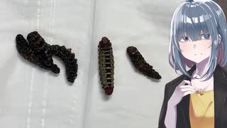 「Cirina butyrospermi」