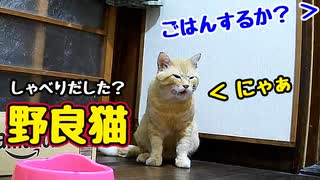 「シャー」が まじるのは ご愛嬌【野良猫】