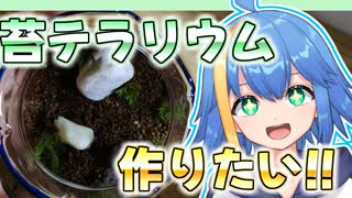 苔テラリウムを作ってみた【Vtuber】