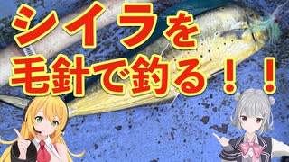 シイラを毛針で釣る！相模湾オフショアフライフィッシング 2025年7月29日【弦巻マキ・小春六花実況】