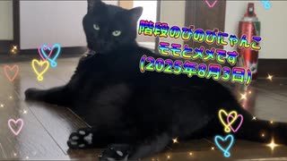 階段のびのびにゃんこモモとメメです(2025年8月3日)