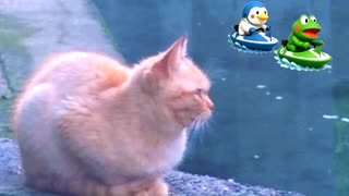 海の猫とボートレース