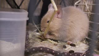 くーちゃんセンパイ