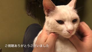 立ち上がる猫