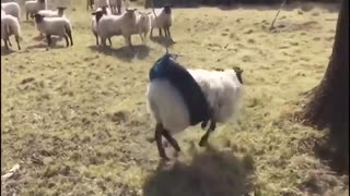 ホモと見るタイヤぶらんこにハマった羊