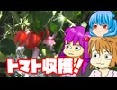 【ミニトマト③】ぼくも料理動画が作りたかった 無事収穫編