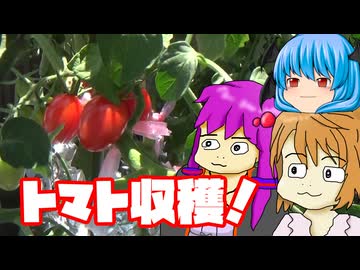 【ミニトマト③】ぼくも料理動画が作りたかった 無事収穫編