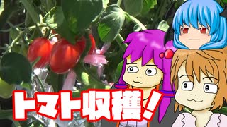 【ミニトマト③】ぼくも料理動画が作りたかった 無事収穫編