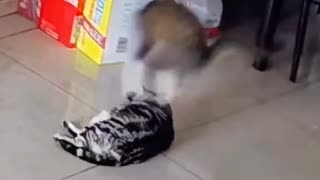 ホモと見るフット・スタンプを食らわせるネコ
