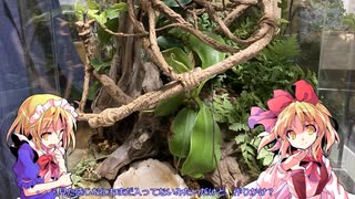 夢幻月が飼う、ゆっくり有鱗目観察日記7日目
