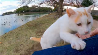 【無限ループ】何度下ろしても膝に乗ってくる野良猫が可愛すぎた件ｗｗｗ