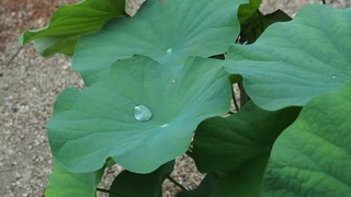転がる雨粒を眺める動画