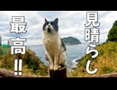 見晴らしが良い、猫達にお気に入りの場所