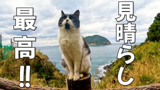 見晴らしが良い、猫達にお気に入りの場所