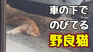 涼むところ用意したのに…【野良猫】