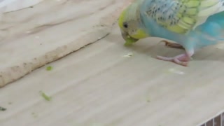 落ちたエサを喰らうインコ 食べるキンカチョウ2025年8月4日