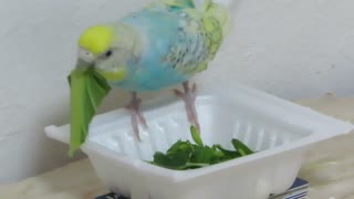 小松菜落とすインコ ショート動画2025年8月4日