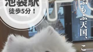 “もふもふ天国”が池袋にOPEN！□