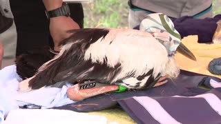 特別天然記念物「コウノトリ」のヒナに足環取り付け　佐賀・白石町生まれ　6月に3羽のふ化確認