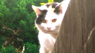 塀の上の猫と大花火？